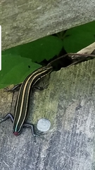 Plestiodon fasciatus