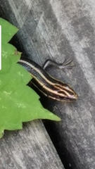 Plestiodon fasciatus