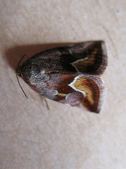 Deltote bellicula