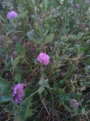 Trifolium pratense