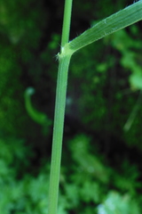 Bromus benekenii
