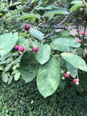 Amelanchier ovalis