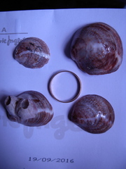 Crepipatella dilatata