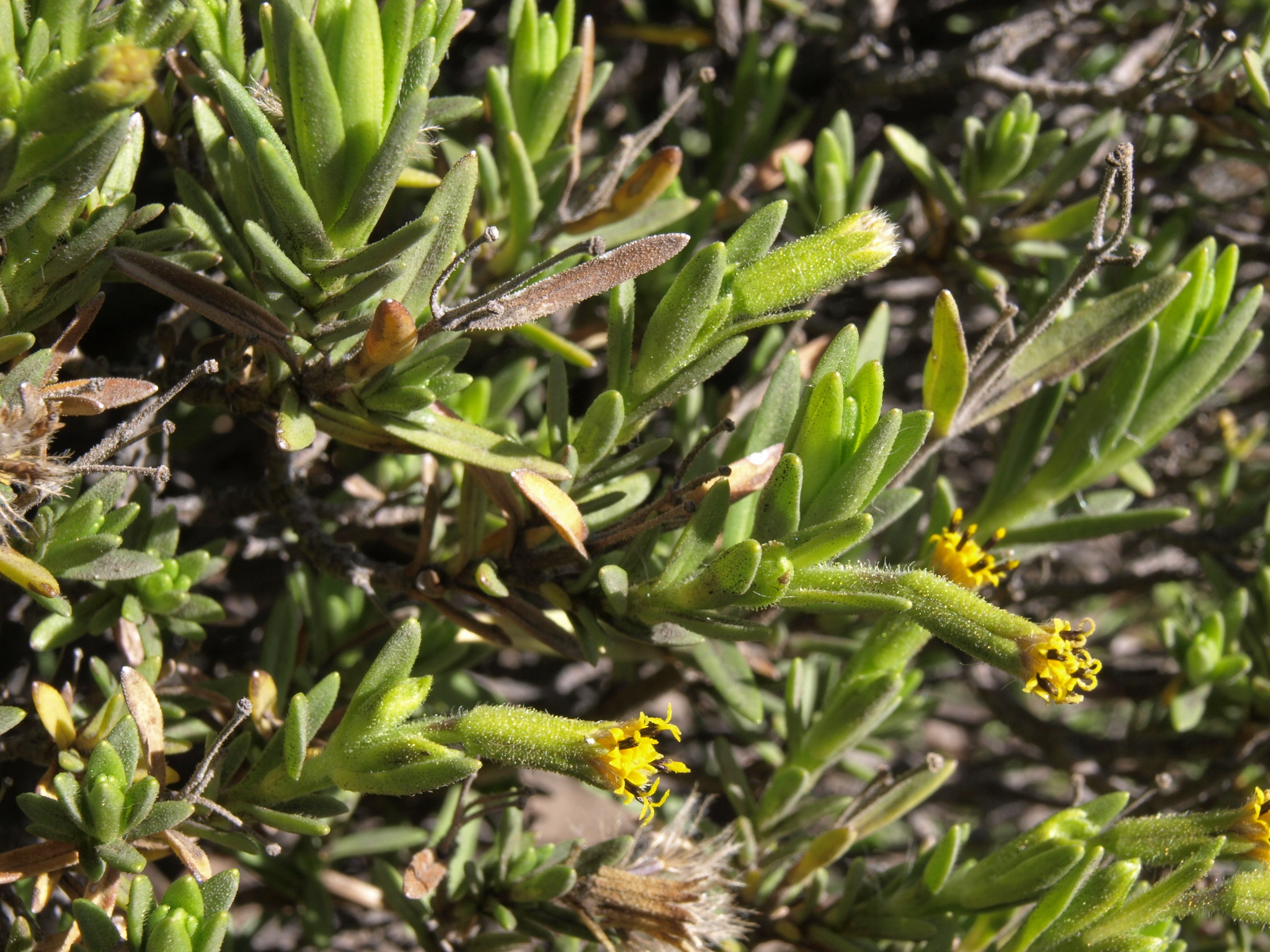 Dubautia ciliolata ssp. glutinosa