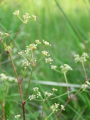 Trinia glauca