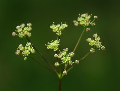 Trinia glauca