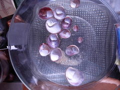 Crepipatella dilatata