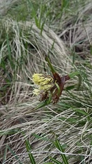 Eriophorum latifolium