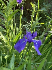 Iris laevigata