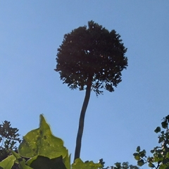 Cussonia sphaerocephala