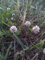 Trifolium repens