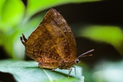 Arhopala centaurus pirama