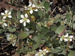 Geranium cuneatum hololeucum