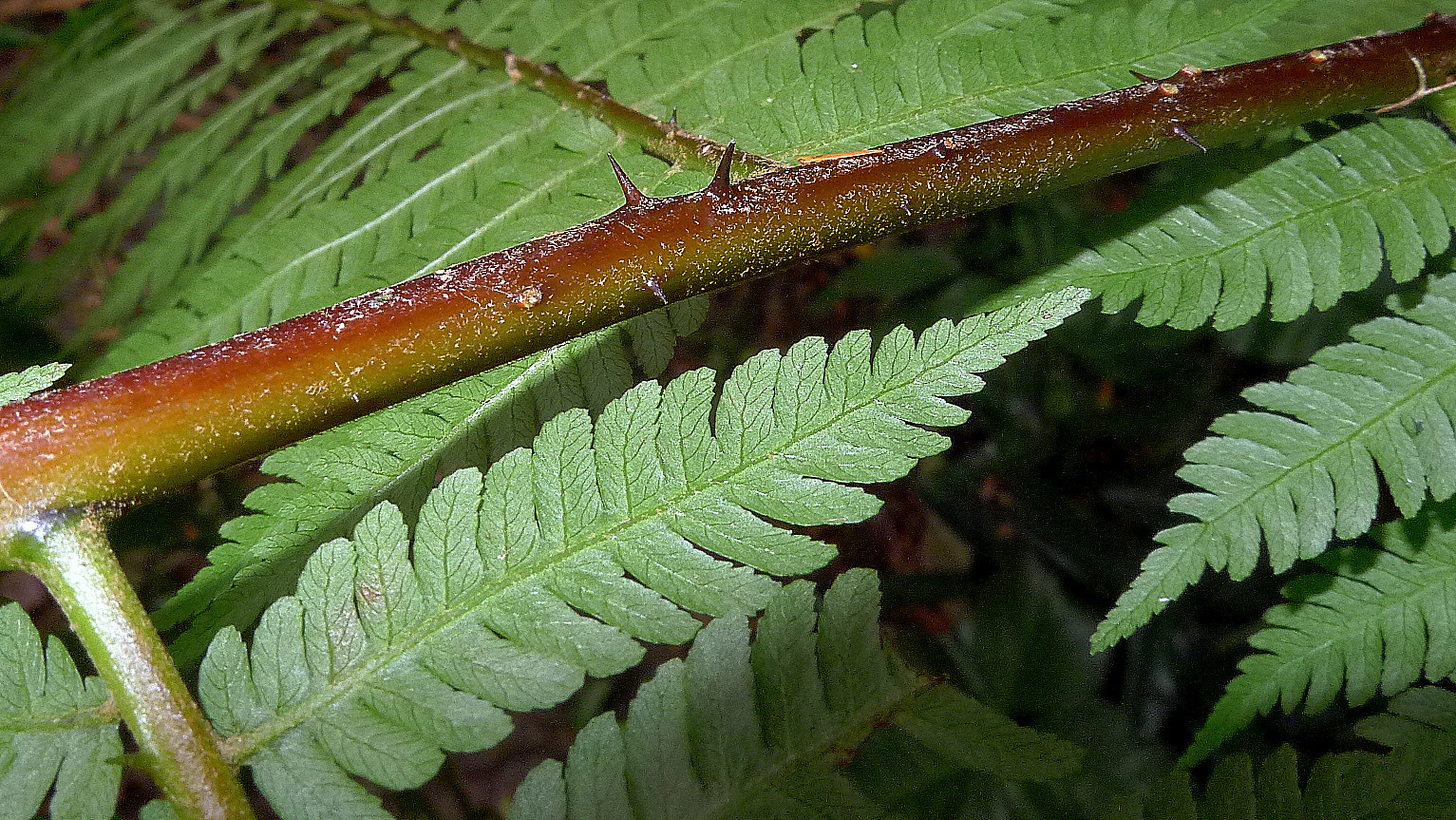 Cyathea microdonta