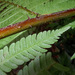 Cyathea microdonta - Photo (c) Alex Popovkin, Bahia, Brazil from Brazil，保留部份權利CC BY