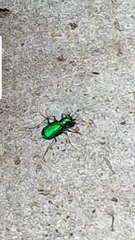 Cicindela sexguttata
