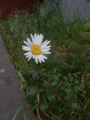 Leucanthemum vulgare
