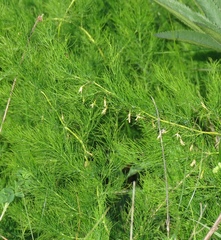 Asparagus tenuifolius