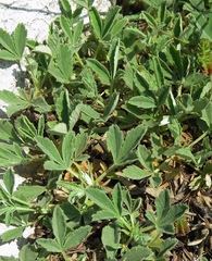 Potentilla tommasiniana