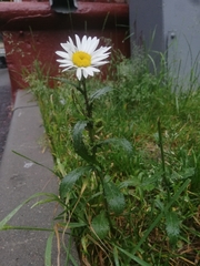 Leucanthemum vulgare