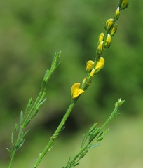 Genista sylvestris
