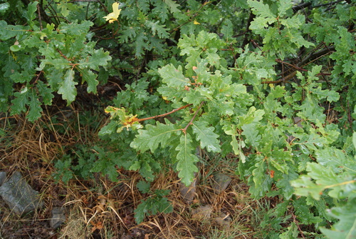 Cantabrian Mountain Oak