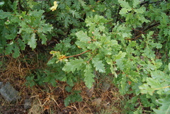 Quercus orocantabrica