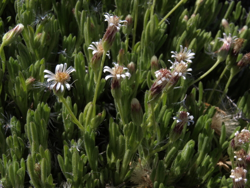 Tetramolopium humile