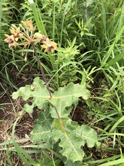 Asclepias amplexicaulis