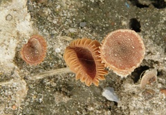 Tubaria furfuracea