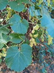 Vitis californica