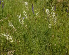 Astragalus pallescens