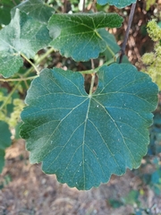 Vitis californica