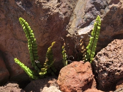 Asplenium trichomanes densum