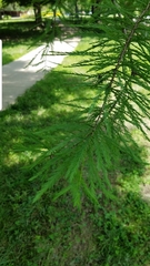 Taxodium distichum