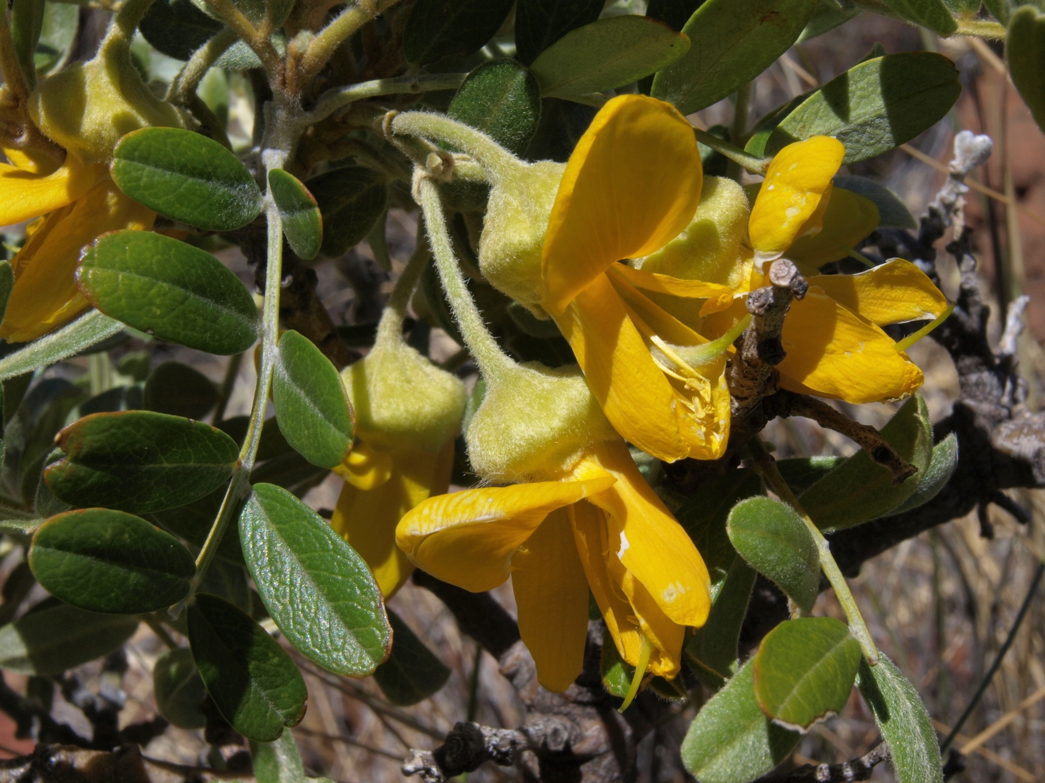 Sophora chrysophylla