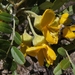 Sophora chrysophylla - Photo (c) Jim Morefield, μερικά δικαιώματα διατηρούνται (CC BY)