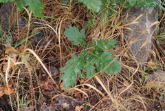 Quercus orocantabrica