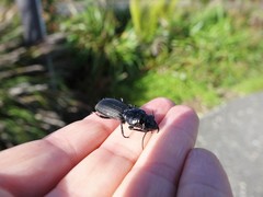 Mecodema spiniferum