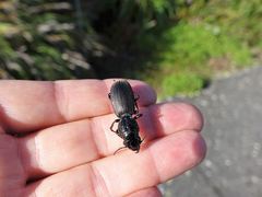 Mecodema spiniferum