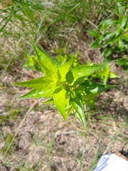 Anisacanthus quadrifidus
