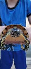 Trachemys scripta