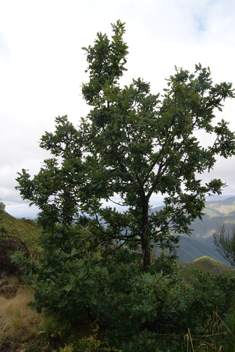 Cantabrian Mountain Oak