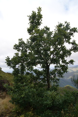 Quercus orocantabrica