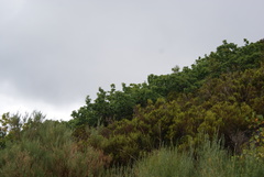 Quercus orocantabrica