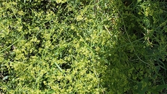 Galium coloradoense