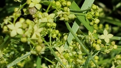 Galium coloradoense