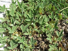 Potentilla tommasiniana