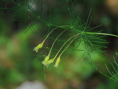 Asparagus tenuifolius