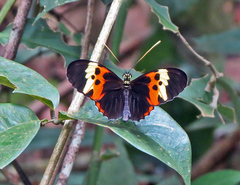 Heliconius numata